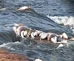 पंचगंगा नदी प्रदूषण रोखण्यासाठी वर्षा बंगल्यावर मुख्यमंत्री, आदित्य ठाकरे, एकनाथ शिंदे यांच्यात बैठक