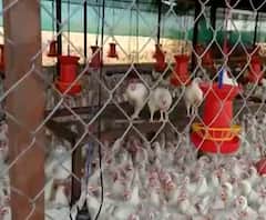 Bird Flu in India 2021 | खबरदारीचा उपाय म्हणून महाराष्ट्रात अर्लट जारी