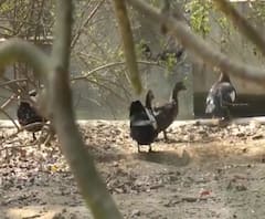 बड़ी संख्या में मरे मिले कबूतर और कौवे , बर्ड फ्लू की आशंका से मचा हड़कंप