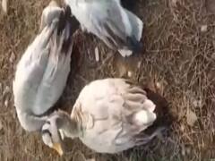 देश पर मंडराया 'Bird Flu' का खतरा, हिमाचल में हुई 1800 प्रवासी पक्षियों की मौत, MP-Gujarat भी हालात बुरे