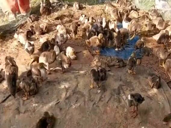 मध्य प्रदेश और केरल में भी बर्ड फ्लू की पुष्टि, राजस्थान और गुजरात में अलर्ट