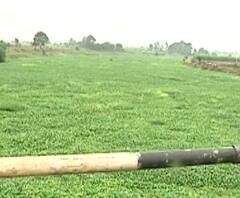 Godavari River Pollution | गोदावरीला जलपर्णीचा वेढा, पाण्यावर फेस, पर्यावरणमंत्री लक्ष घालणार का?