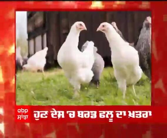 Breaking | ਦੇਸ਼ 'ਚ ਬਰਡ ਫਲੂ ਦਾ ਖ਼ਤਰਾ,ਮਰੇ ਪ੍ਰਵਾਸੀ ਪੰਛੀਆਂ 'ਚ ਪੁਸ਼ਟੀ