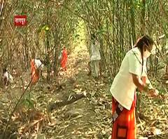 राखेच्या डोंगरात बांबूचं जंगल उभारलं, नागपुरातील निरी संस्थेचा प्रयोग,ओसाड जागा आता उत्पन्नाचं स्रोत