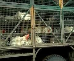 Bird Flu In India | देशातील 'या' राज्यांमध्ये 'बर्ड फ्लू'चं संकट 