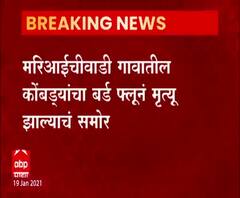 Satara Bird Flu | सातारा जिल्ह्यातील खंडाळा येथे बर्ड फ्लूचा शिरकाव, कोंबड्यांचा बर्ड फ्लूने मृत्यू
