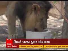 ગીરના સિંહોને ગુજરાતના ક્યા જિલ્લામાં મોકલાયા, જુઓ વીડિયો