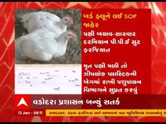 બર્ડ ફ્લૂની દહેશત વચ્ચે વડોદરાના અટાલીમાંથી 22 મૃત કબૂતર મળ્યા, જુઓ વીડિયો 