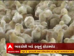 ગુજરાતમાં બર્ડ ફ્લૂનું સંકટ વધ્યું, ચાર જિલ્લાઓમાં પગપેસારો, જુઓ વીડિયો