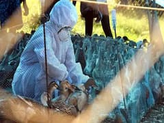 Center sets up Bird Flu control rooms amid outbreak 