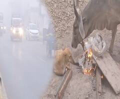 प्रचंड ठंड के बीच कोहरे का 'अटैक', हेडलाइट के सहारे गाड़ियां, जानवर की बेहाल | Varanasi 