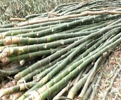 शेती जगत | डाळिंबांना प्रतिकिलो 1151 रुपये दर, तर सोलापूरच्या निमगावात बांबू लागवडीचा यशस्वी प्रयोग