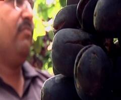 Nashik Grape Loss | अवकाळी पावसाने पुन्हा घात केला..नाशिकमध्ये 3400 हेक्टरवरील द्राक्षांचं नुकसान