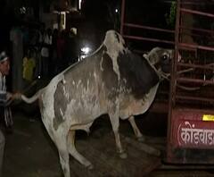 धुडगूस घालणाऱ्या वळूंना 'वेसण', नागपूरच्या सुभाष नगर भागात तीन वळूंचा धुडगूस, दोन वळू जेरबंद