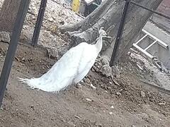 વડોદરાઃ બર્ડ ફ્લૂની દહેશત, કમાટી બાગમાં આવેલ પક્ષીઘર બંધ કરવાનો લેવાયો નિર્ણય