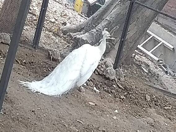 વડોદરાઃ બર્ડ ફ્લૂની દહેશત, કમાટી બાગમાં આવેલ પક્ષીઘર બંધ કરવાનો લેવાયો નિર્ણય