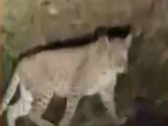 સૌરાષ્ટ્રમાં સિંહની સાથે દીપડાની દહેશત, રાજકોટના ઉડખીજડીયા ગામે દેખાયો દીપડો