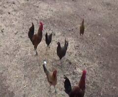 TOP 25 | राज्यात बर्ड फ्लूचा शिरकाव | टॉप 25 न्यूज बुलेटिन | 11 जानेवारी 2021