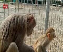 माकडातील मातृत्वाचं अनोखं दर्शन, दीड महिन्याच्या दुराव्यानंतर मायलेकराची भेट! स्पेशल रिपोर्ट