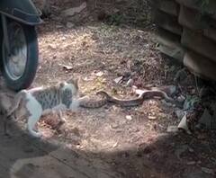 Snake Fight | नाशिकमध्ये नाग आणि घोणस सापाची झुंज