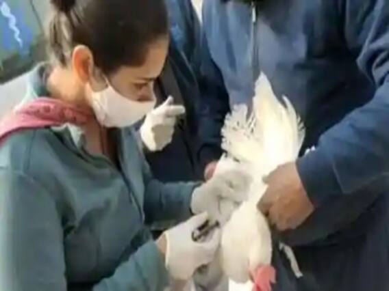 कोरोना के बीच Bird Flu का कहर | Top News Stories 