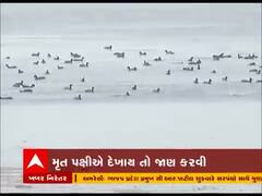 બર્ડ ફ્લૂને લઇને નળ સરોવરમાં એલર્ટ, નાવિકોને સરકારે શું આપી સૂચના?