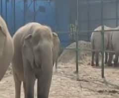 घायल हाथियों की जान बचाता है Wildlife SOS ! | Mathura | Satte Pe Satta