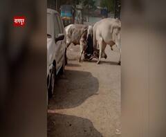 Special Report | नागपुरात 'मन्या, दाऊद आणि याकूब'चा धुडगूस; गुंडांसोबत वळूंची दहशत