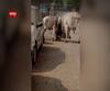 Special Report | नागपुरात 'मन्या, दाऊद आणि याकूब'चा धुडगूस; गुंडांसोबत वळूंची दहशत