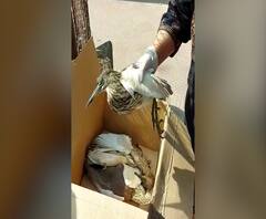 Thane Vijay Garden : ठाण्यातील विजय गार्डन सोसायटीत अनेक पक्षी मृतावस्थेत