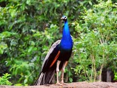 પોરબંદરના ગોવાણી સીમ વિસ્તારમાં પાંચ મોરના શંકાસ્પદ મોત, જુઓ વીડિયો