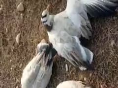 हिमाचल प्रदेश में बर्ड फ्लू से 1700 से अधिक पक्षियों की मौत 