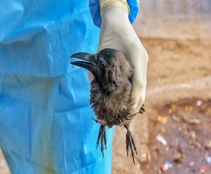 Bird flu के खतरे से निपटने के लिए कितना तैयार है Uttarakhand ? | abp Ganga 