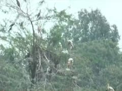 दिल्ली में बर्ड फ्लू का खतरा, 10 दिन के लिए गाजीपुर मुर्गा मंडी बंद