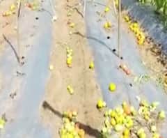 Sheti Jagat | रोगाच्या प्रादुर्भावामुळे टोमॅटोचं मोठं नुकसान; शेतीवर केलेला लाखोंचा खर्चही वाया 