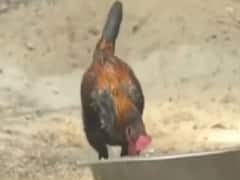 Bird flu outbreak in Maharashtra confirmed