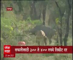 Nagpur | नागपूरच्या गोरेवाडा प्राणी उद्यानात इंडियन सफारी, सफारीसाठी 300 ते 400 रुपये तिकीट दर