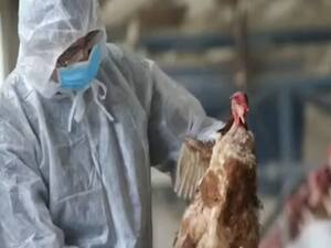 देश के कई राज्यों में Bird Flu की दहशत, इंसानों को डरने की कितनी जरूरत? देखिए ये रिपोर्ट | पंचनामा