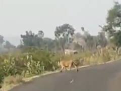 ભાવનગરના મહુવાના ગામે સિંહે ફરી યુવક પર કર્યો હુમલો, જુઓ વીડિયો