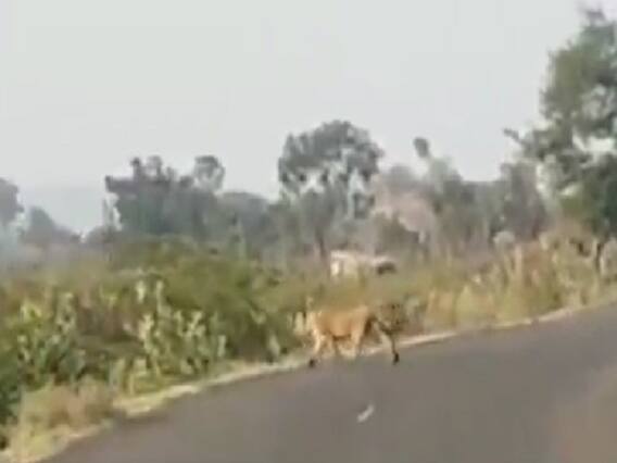 ભાવનગરના મહુવાના ગામે સિંહે ફરી યુવક પર કર્યો હુમલો, જુઓ વીડિયો