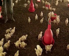 Uttar Pradesh में Bird Flu को लेकर हाई अलर्ट पर लोग दहशत में