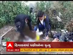 દેશમાં ‘બર્ડ ફ્લૂની’ દહેશત, હિમાચલ-એમપી, ગુજરાત સહિત પાંચ રાજ્યમાં હજારો પક્ષીઓના મોત