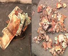 কালীঘাটে আদি গঙ্গার পাশ থেকে উদ্ধার বিপুল পরিমাণ পোড়া নোট, চাঞ্চল্য