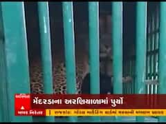 જુનાગઢ: મેંદરડાના અરણિયાળા ગામે દીપડો પાંજરે પુરાતા લોકોએ રાહતનો શ્વાસ લીધો હતો.