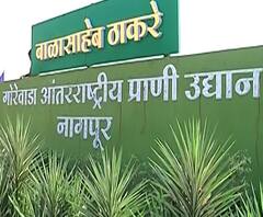 नागपूरच्या गोरेवाडा प्राणी उद्यानात इंडियन सफारी, मुख्यमंत्र्यांच्या हस्ते उद्या उद्घाटन | Special Report