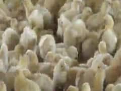 બર્ડ ફ્લુના ખતરા વચ્ચે ગુજરાતમાં એલર્ટ, પોલ્ટ્રી ફાર્મમાં કરાશે સર્વેક્ષણ