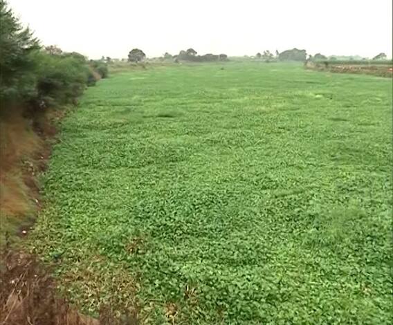 Godavari River Pollution | गोदवरीच्या पात्रात जिकडे तिकडे शेवाळ...