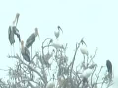 बर्ड फ्लू: दिल्ली-एनसीआर में एक दिन में 40 कौवों की मौत से हड़कंप, टास्क फोर्स बनाने का एलान