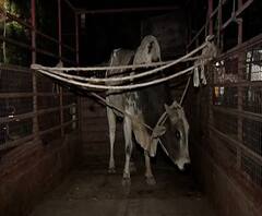 Nagpur | नागपूरच्या सुभाष नगर भागात तीन वळूंचा धुडगूस, दोन वळू जेरबंद, एक वळू अद्यापही मोकाट!