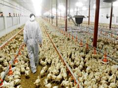 Corona के बाद फैला Bird Flu... हिमाचल, एमपी और केरल में पुष्टि, राजस्थान - गुजरात में अलर्ट